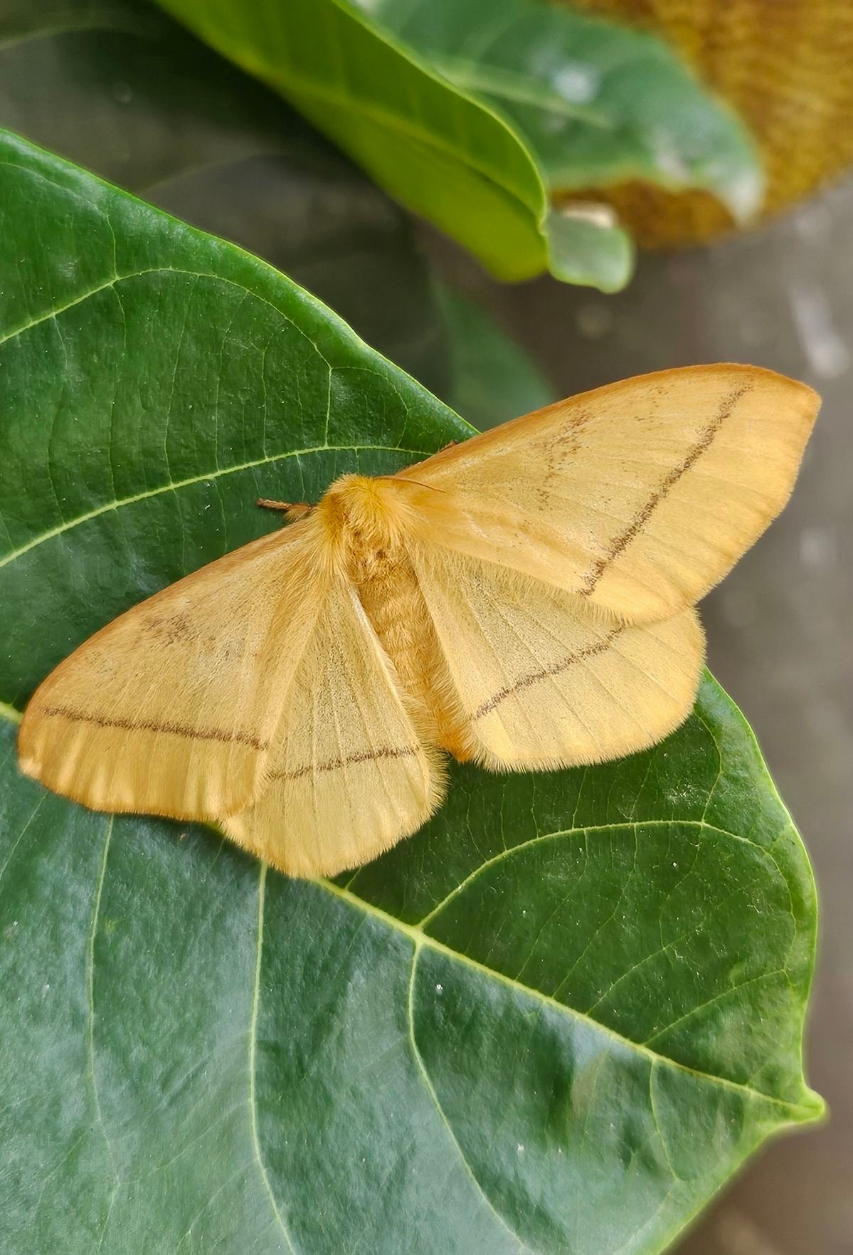 Yellow butterfly on a green leaf